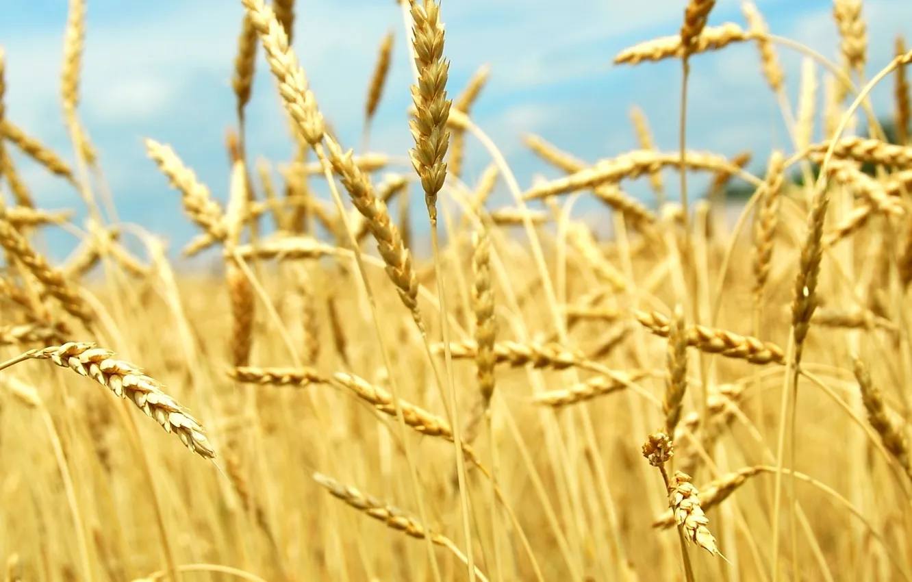 Photo wallpaper field, the sky, the sun, nature, spikelets, day, grains, culture