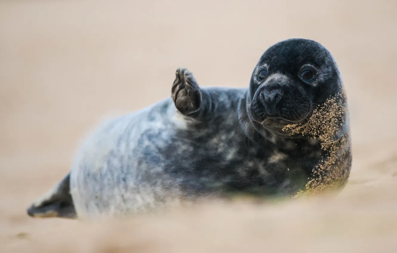 Photo wallpaper sand, black, seal, legs