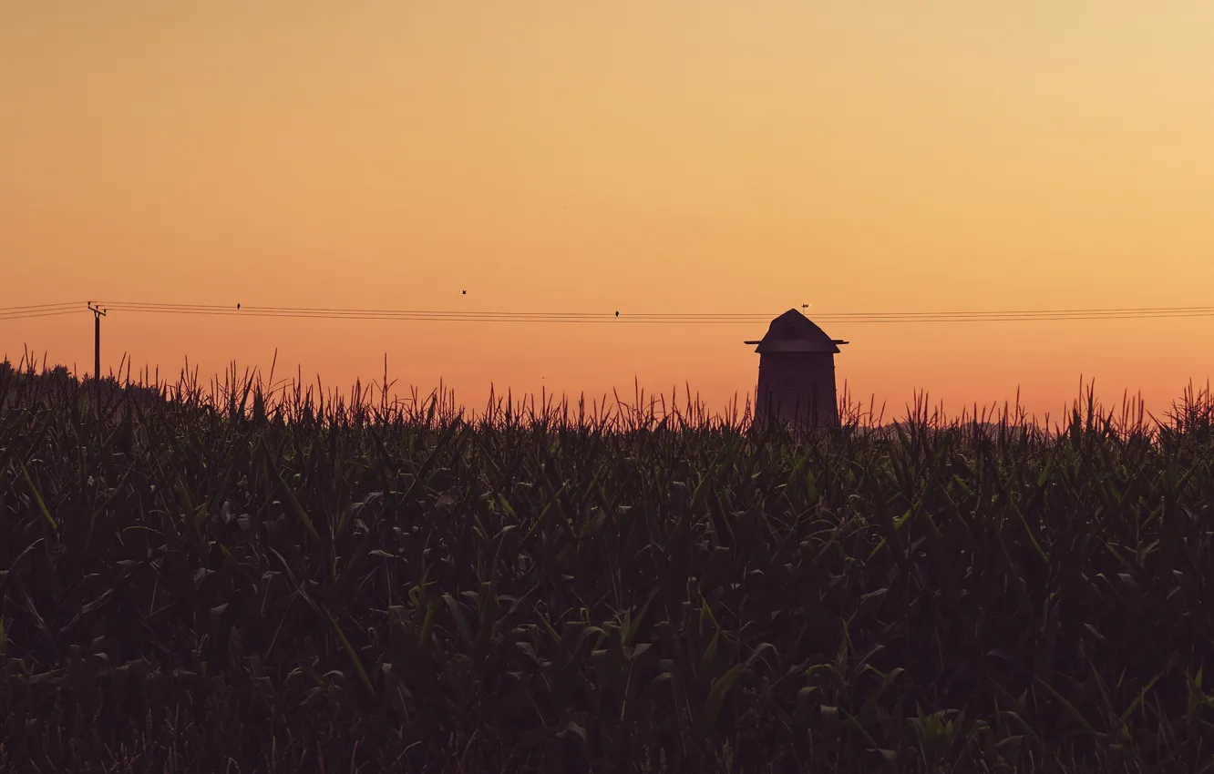 Photo wallpaper power line, farmland, birds, twilight, countryside scene, dusk, barn, corn