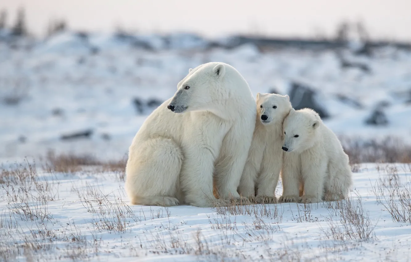 Photo wallpaper winter, snow, bears, bear, Polar bears, Polar bears