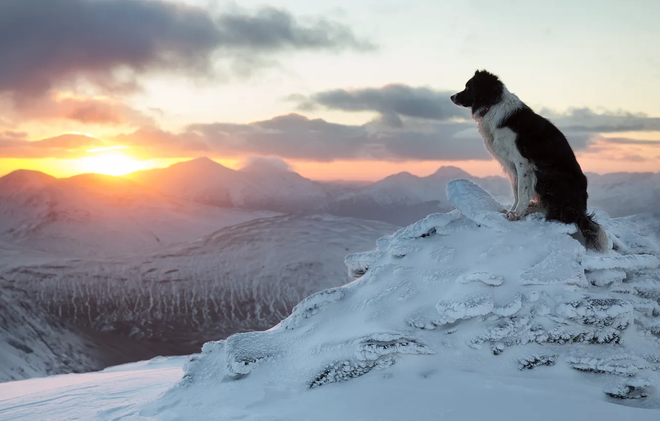 Photo wallpaper winter, sunset, mountains, dog, the border collie