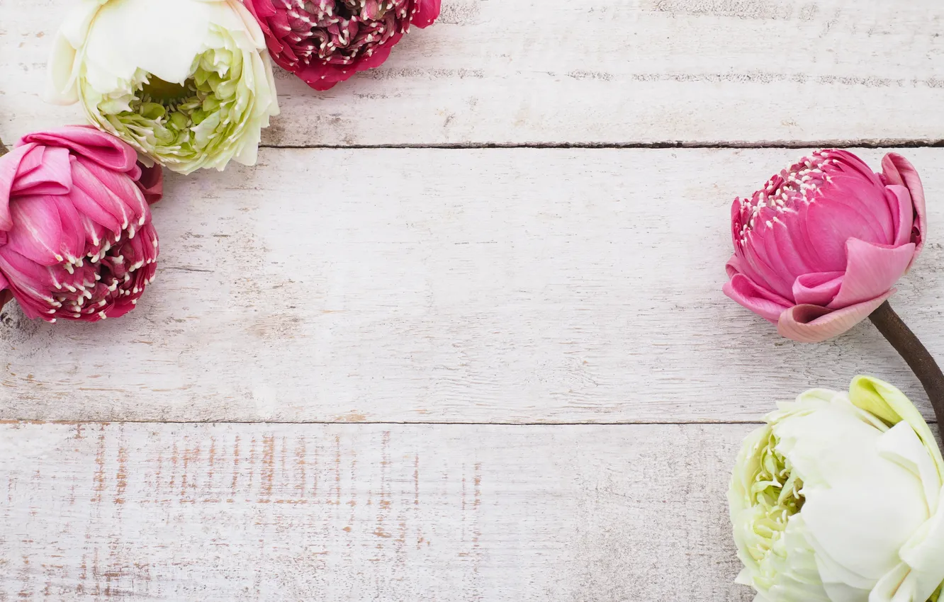 Photo wallpaper white, flowers, Lotus, Lotus, pink, white, buds, wood