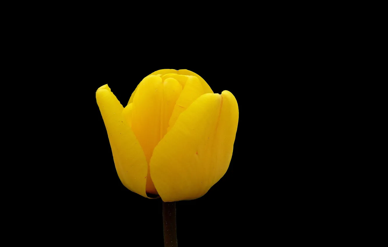 Photo wallpaper minimalism, black background, yellow Tulip, buon