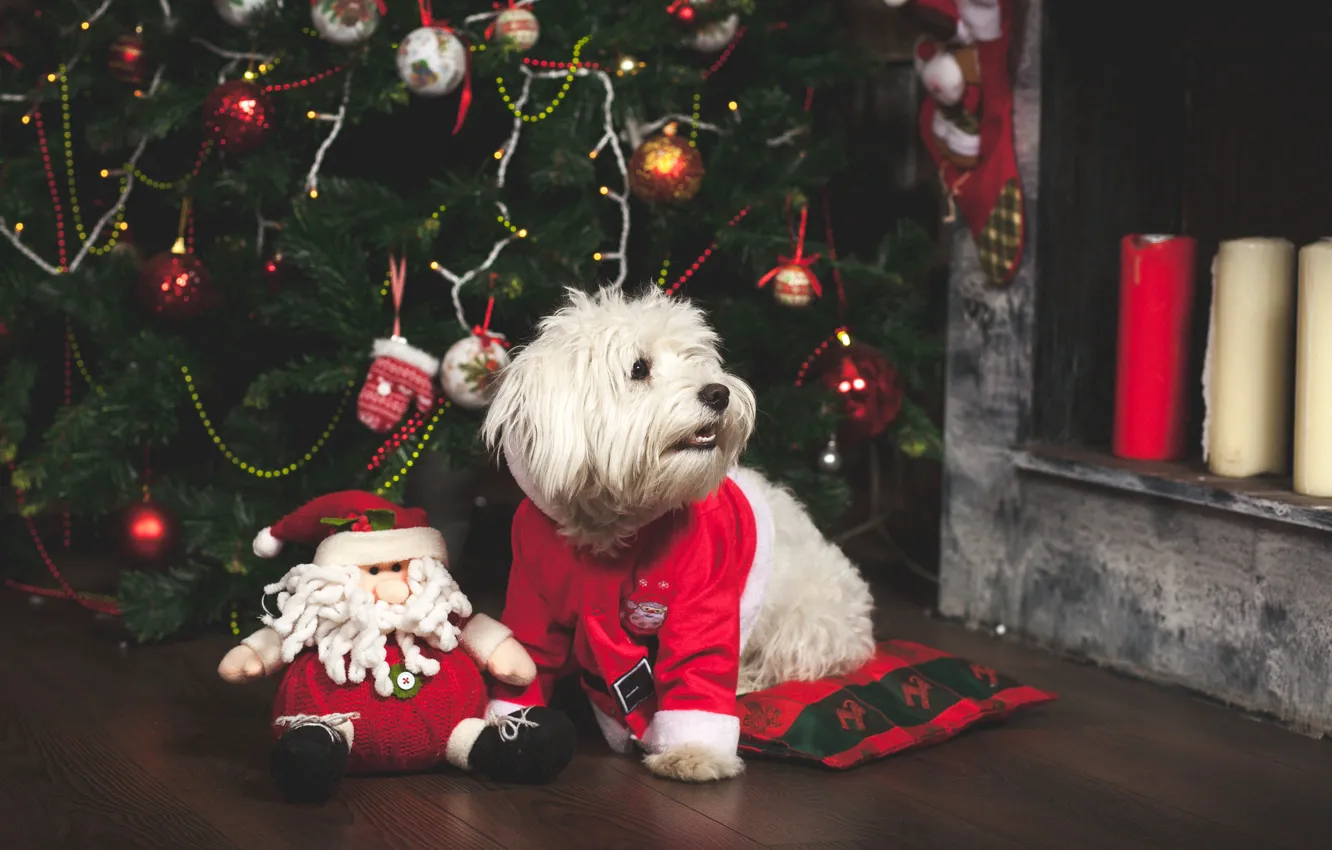 Photo wallpaper toys, tree, dog, New Year, Christmas, Christmas, dog, 2018
