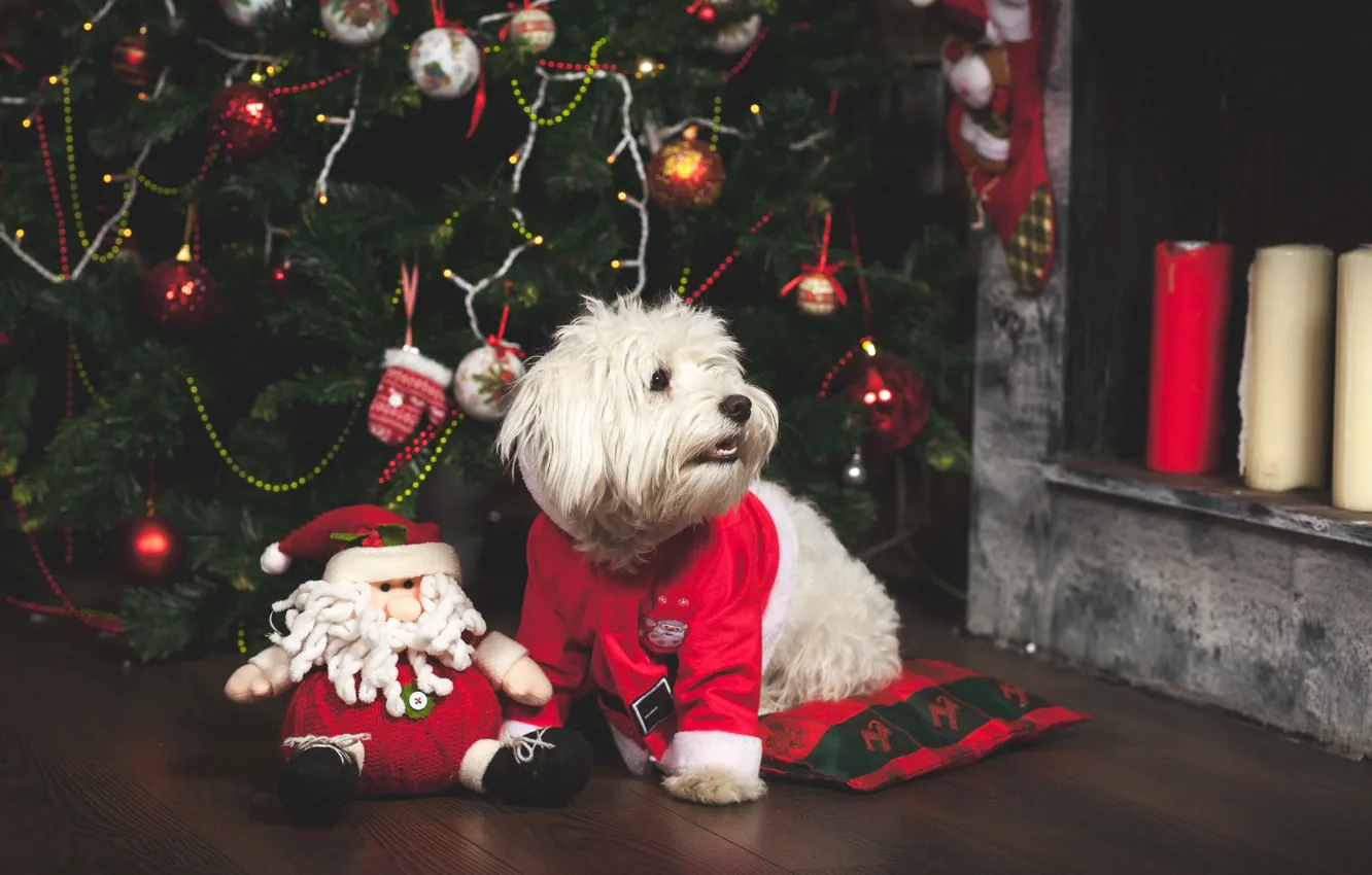 Photo wallpaper toy, tree, new year, dog, Christmas, Christmas, dog, 2018