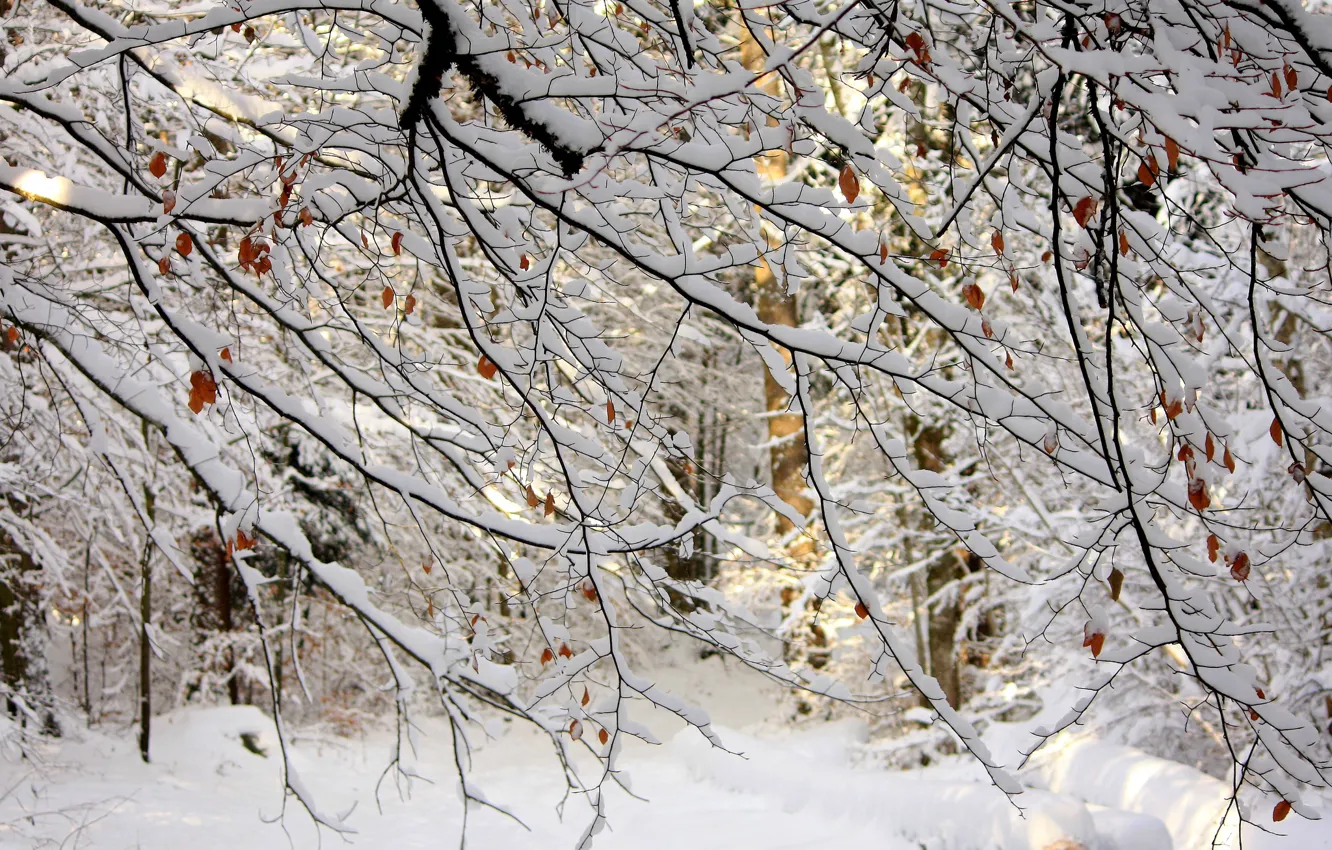 Photo wallpaper winter, forest, leaves, snow, trees, branches, nature