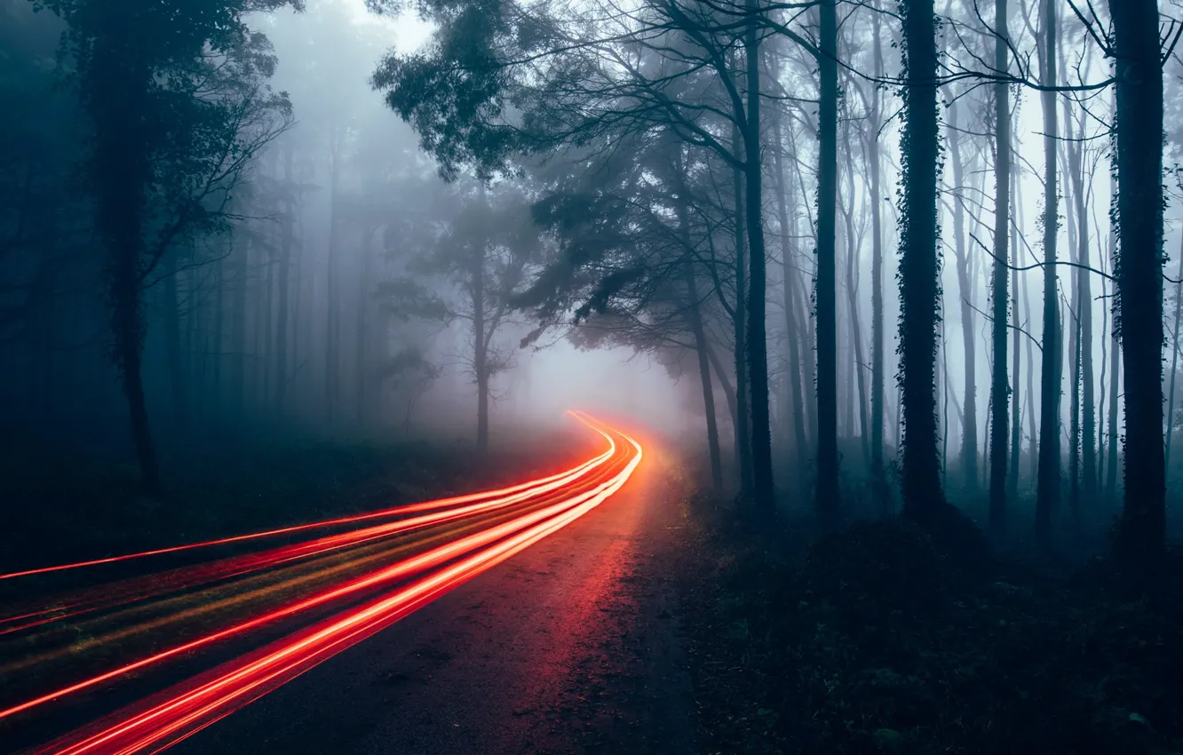 Photo wallpaper road, forest, light, lights, fog, excerpt, haze