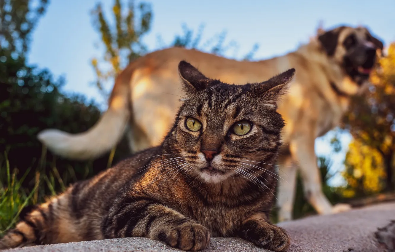 Photo wallpaper cat, the sky, cat, look, face, light, nature, pose