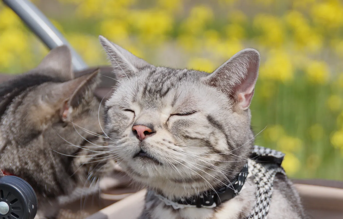 Photo wallpaper summer, mustache, Kote