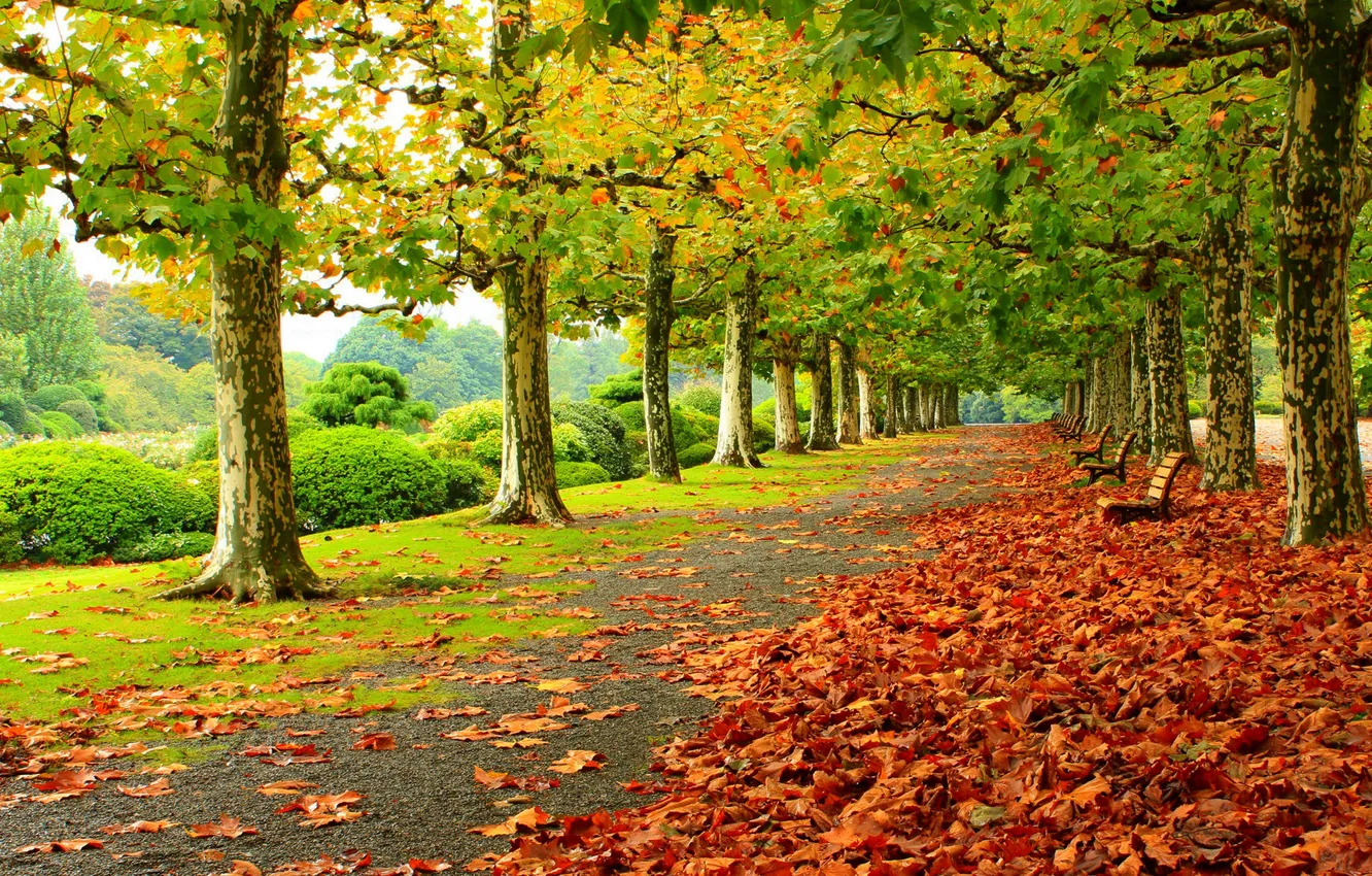 Photo wallpaper autumn, grass, leaves, trees, bench, nature, Park, HDR