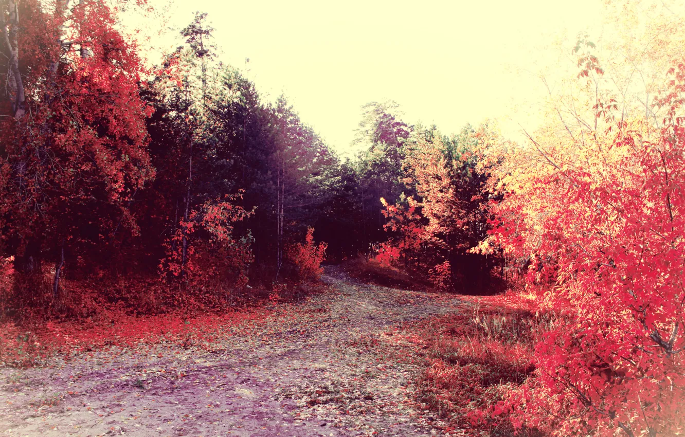 Photo wallpaper road, autumn, forest, trees, foliage