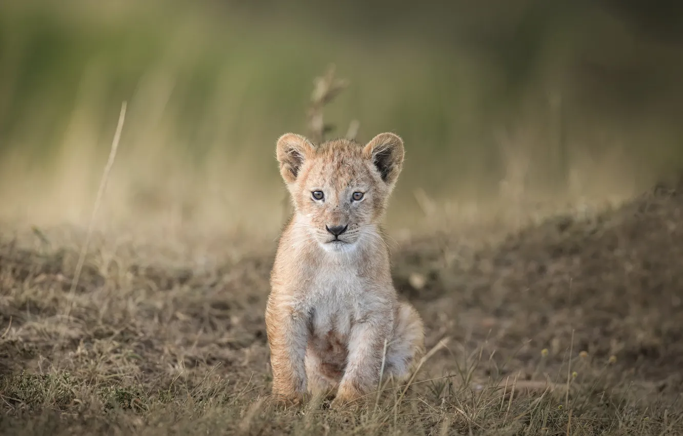 Photo wallpaper Leo, cub, kitty, wild cat, lion