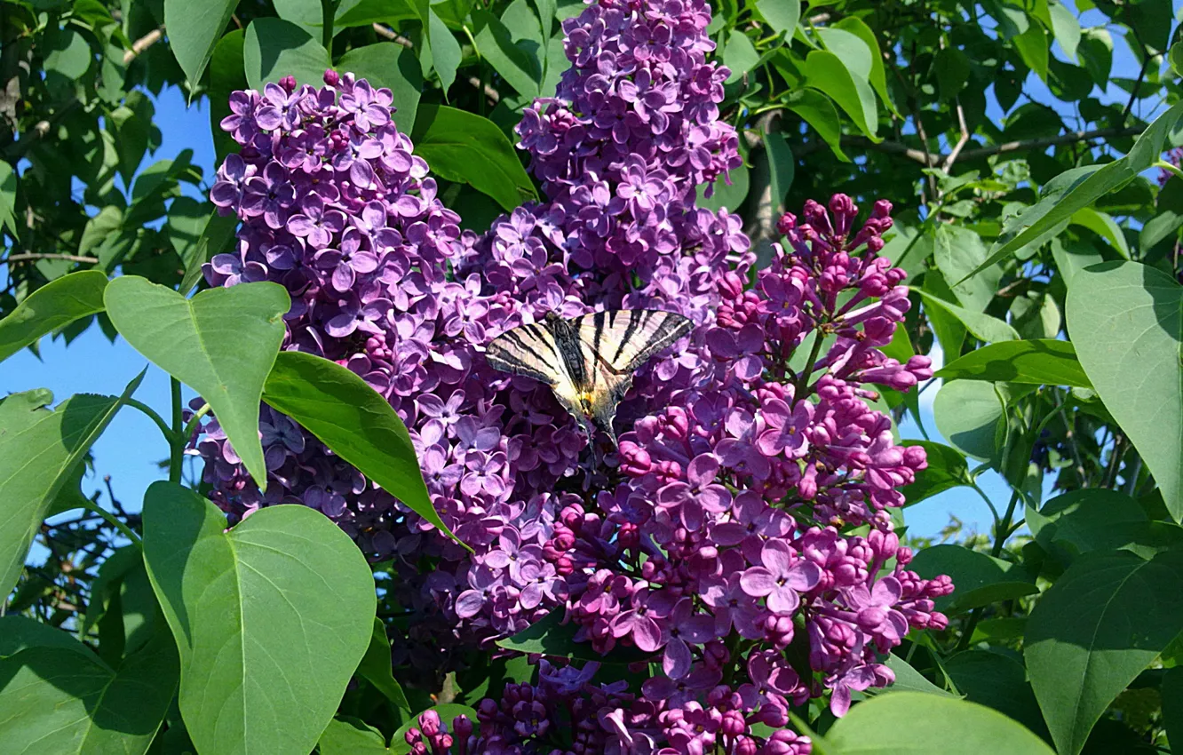 Photo wallpaper butterfly, may, lilac