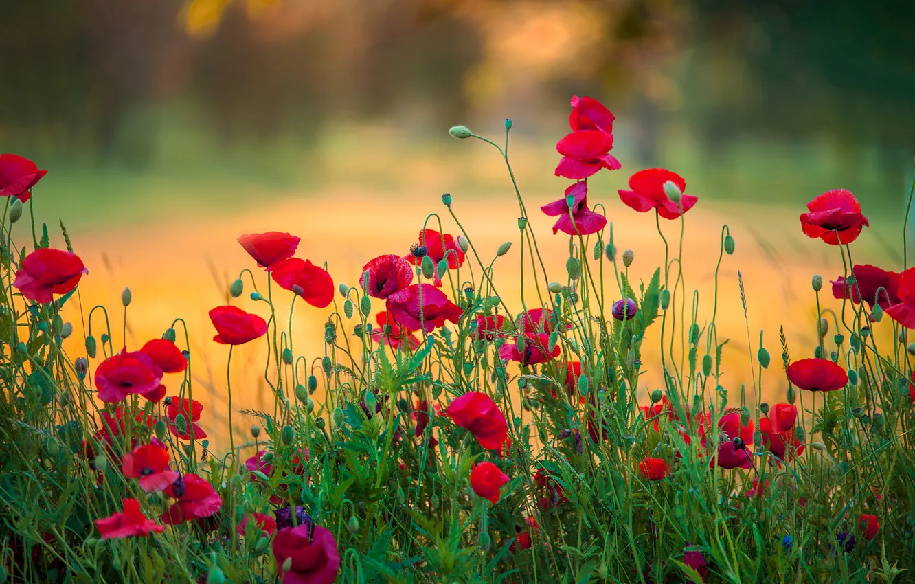 Photo wallpaper flowers, Mac, blurred background