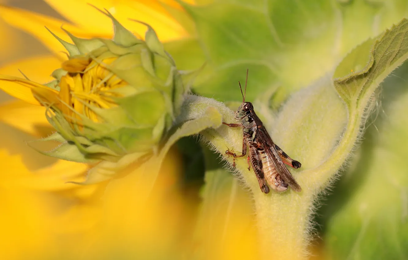 Photo wallpaper leaves, macro, sunflowers, flowers, yellow, blur, grasshopper, buds