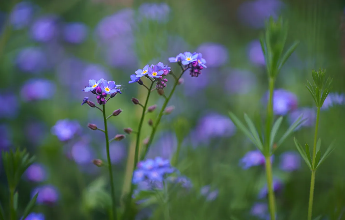 Photo wallpaper flowers, meadow, forget-me-nots