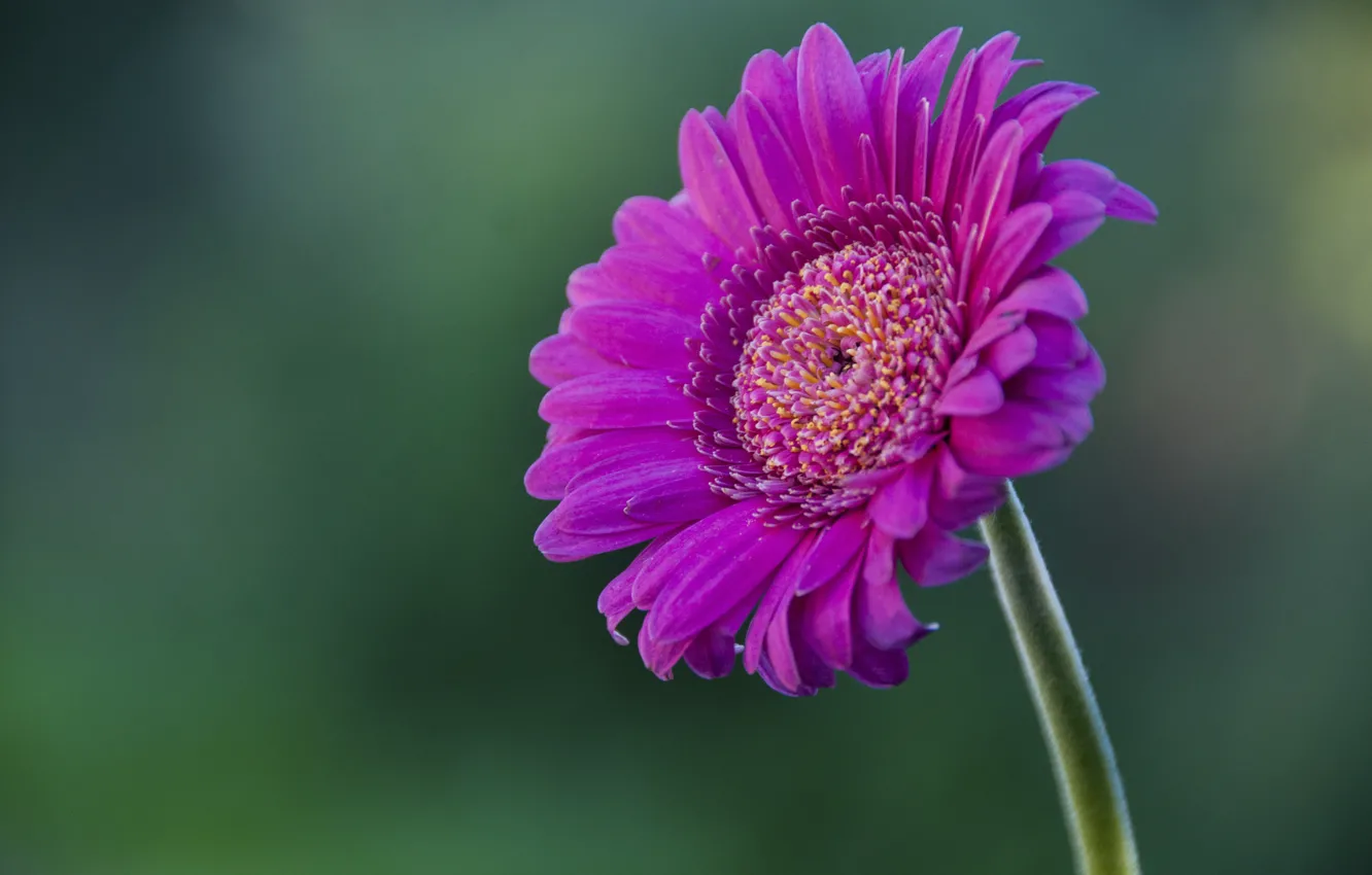 Photo wallpaper flowers, gerbera, flower, pink, gerbera