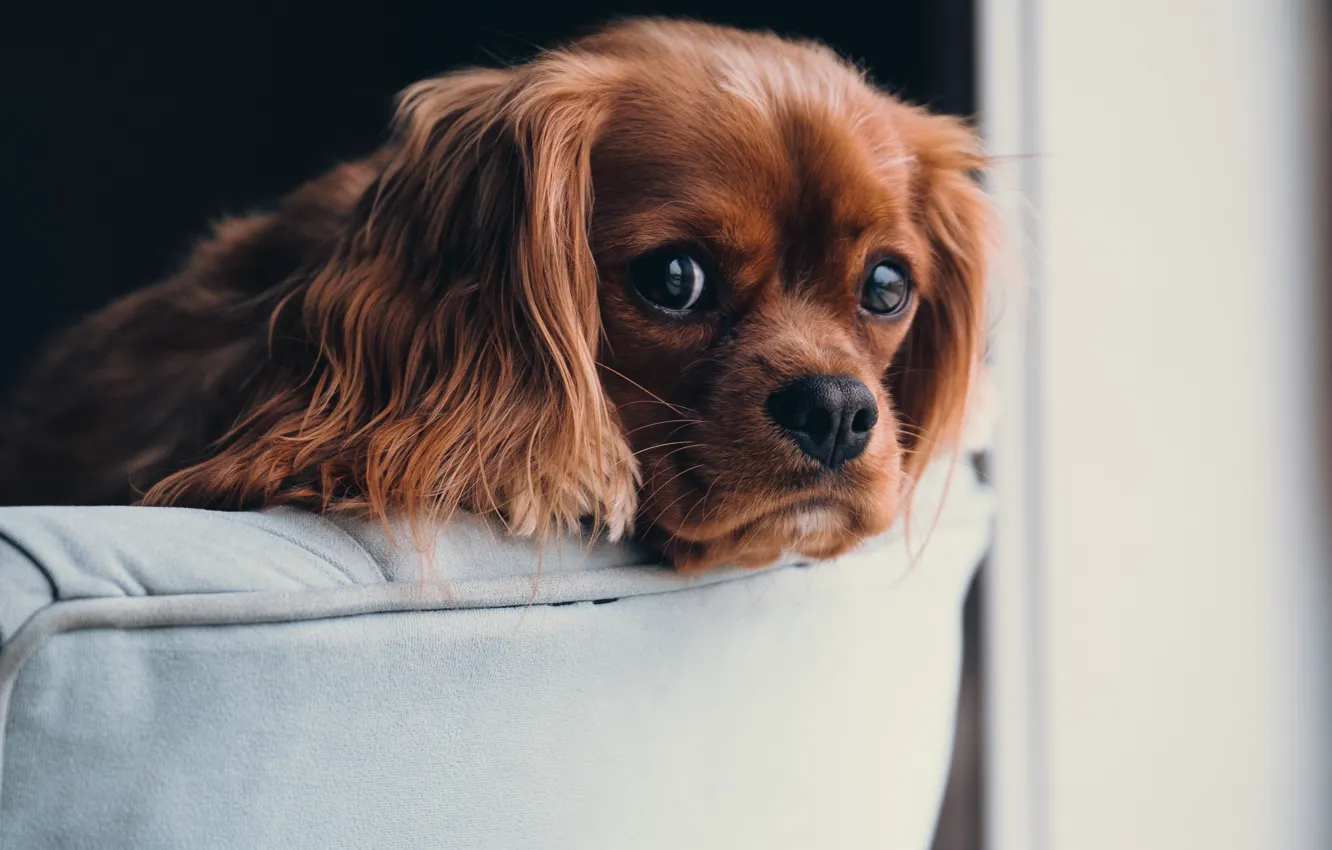 Photo wallpaper eyes, dog, wool, puppy, lies, dog, ears, dog