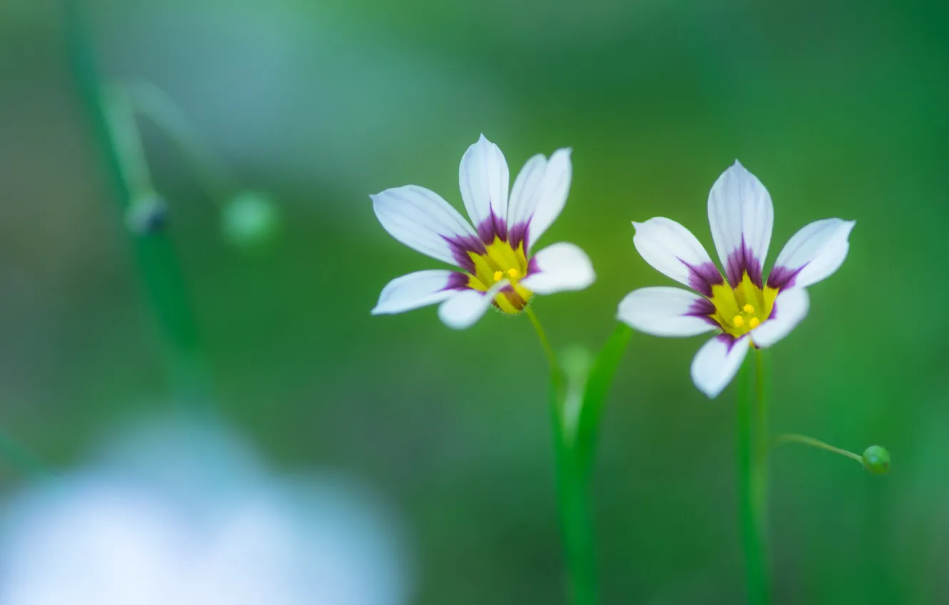 Photo wallpaper field, macro, petals, meadow