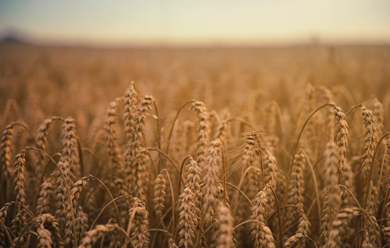 Photo wallpaper wheat, field, nature, grain, harvest, spikelets, field, farm