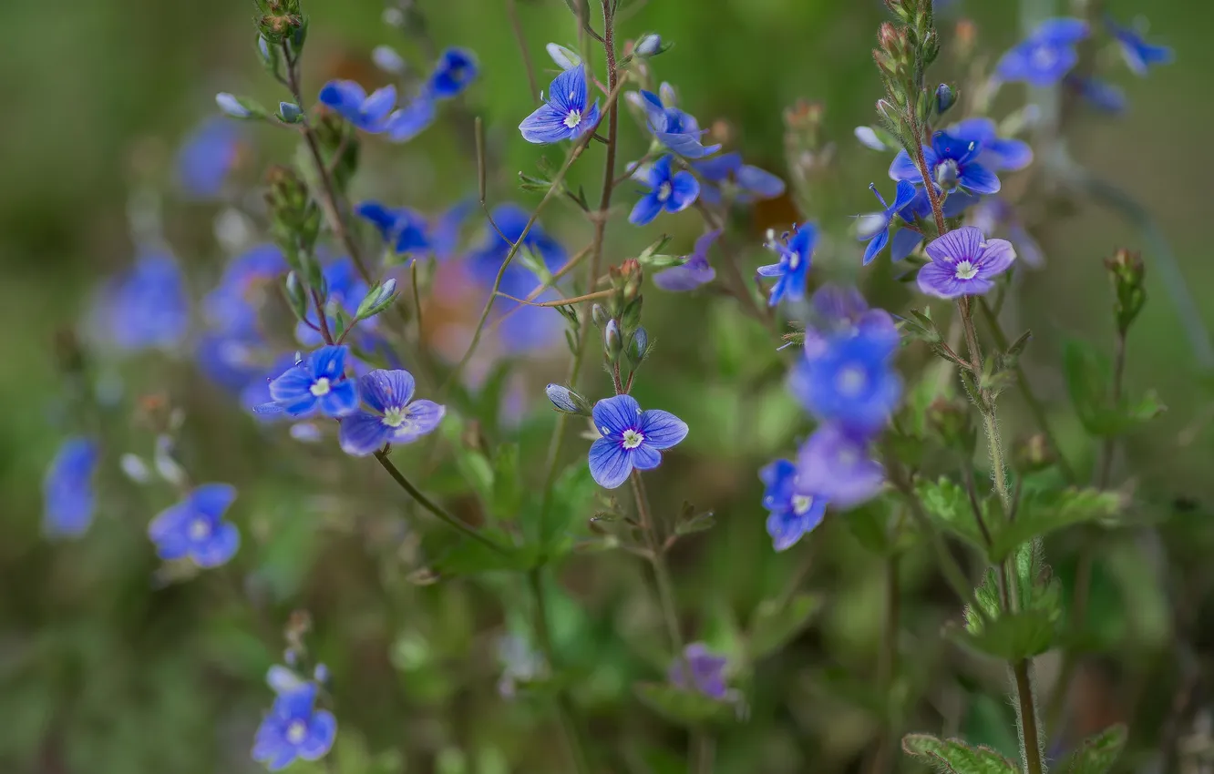 Photo wallpaper flowers, nature, spring, Veronica Dubravnaya
