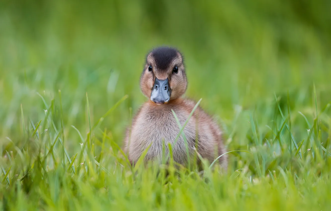 Photo wallpaper Chicks, blurred, green, duck, background, beak, greens, bird