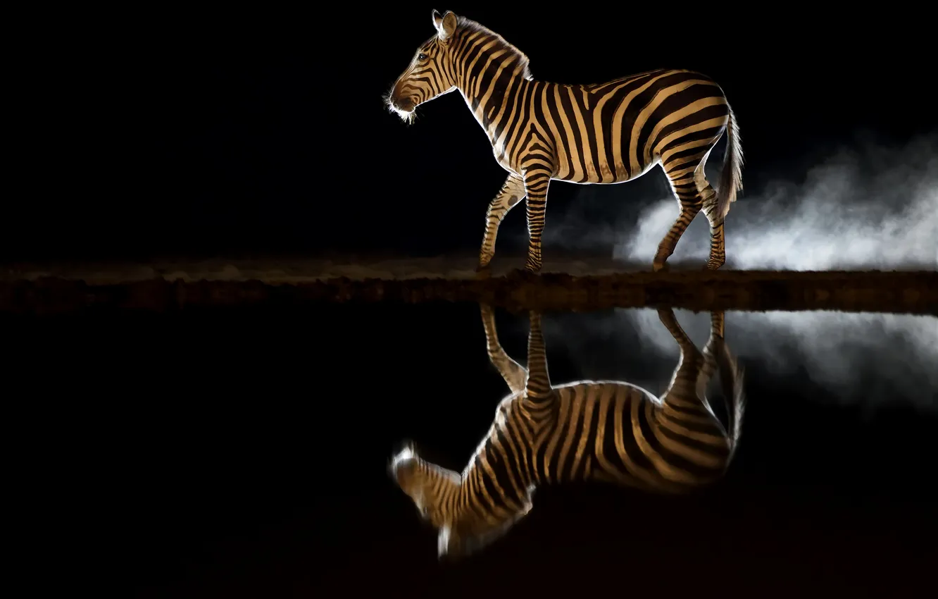 Photo wallpaper night, reflection, zebra, darkness
