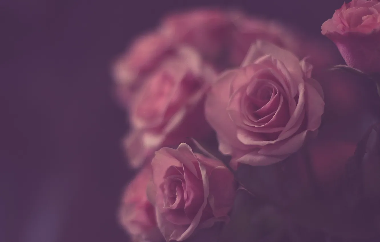 Photo wallpaper roses, blur, purple