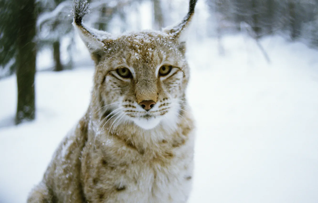 Photo wallpaper winter, forest, cat, predator, lynx, Predator, wood, cat