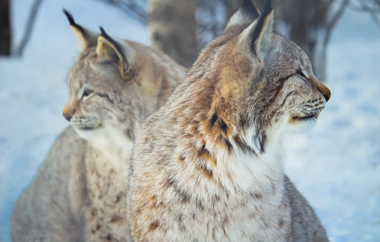 Photo wallpaper winter, face, snow, trees, nature, two, turn, pair