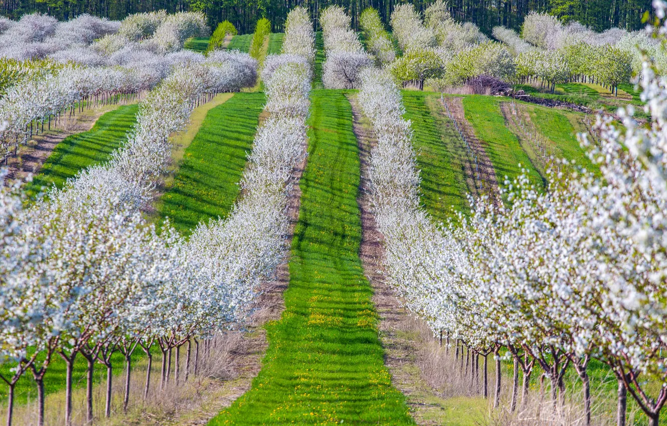 Photo wallpaper grass, trees, cherry, spring, garden, flowering