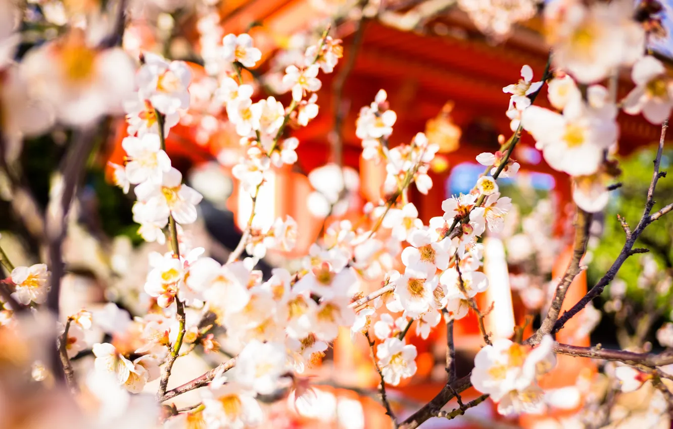 Photo wallpaper branches, Sakura, flowering