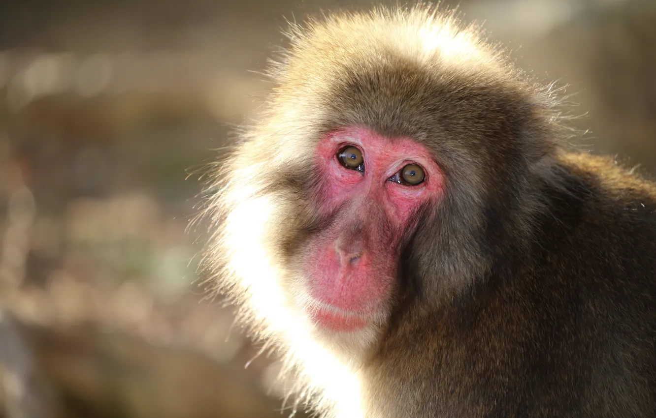 Photo wallpaper look, nature, background, Snow monkey