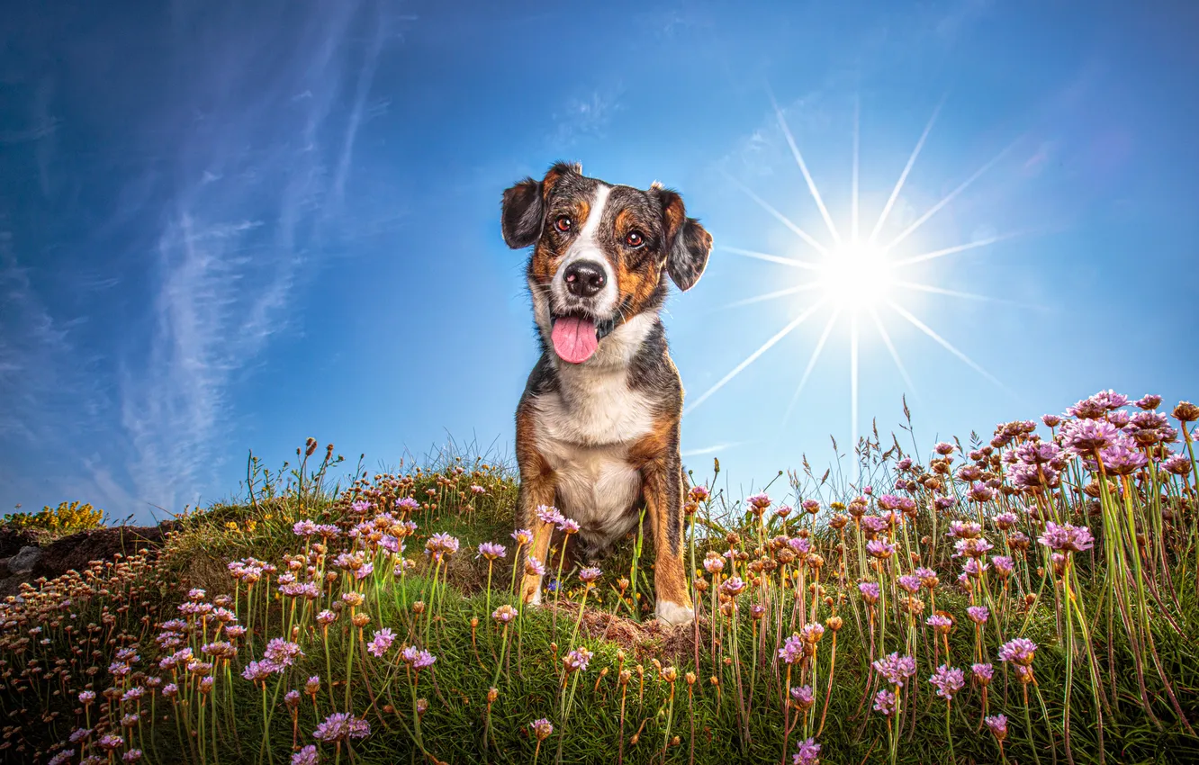 Photo wallpaper field, language, summer, the sky, grass, look, the sun, rays