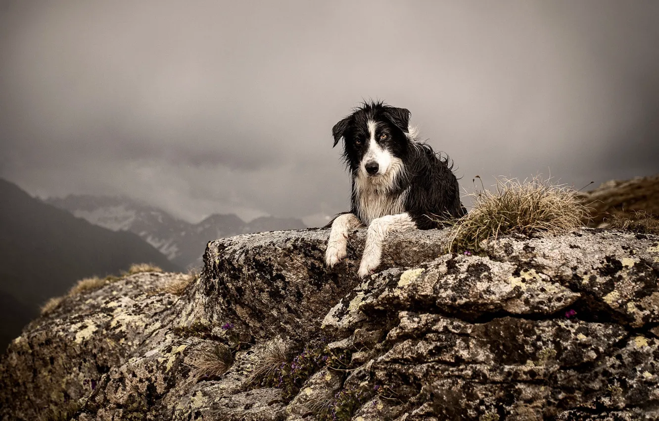 Photo wallpaper the sky, look, face, mountains, nature, stones, rocks, dog