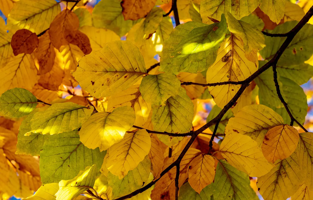 Photo wallpaper trees, leaves, foliage, the sun, branches, autumn, yellow