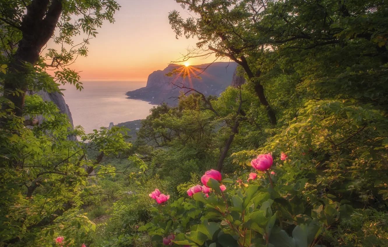 Photo wallpaper flowers, shore, pond