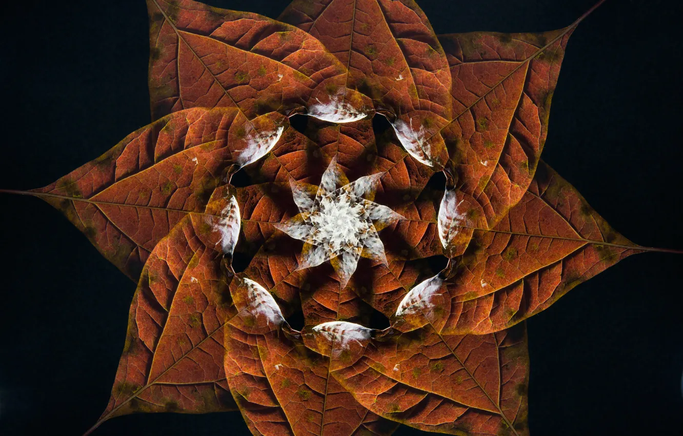 Photo wallpaper autumn, leaves, pattern, symmetry