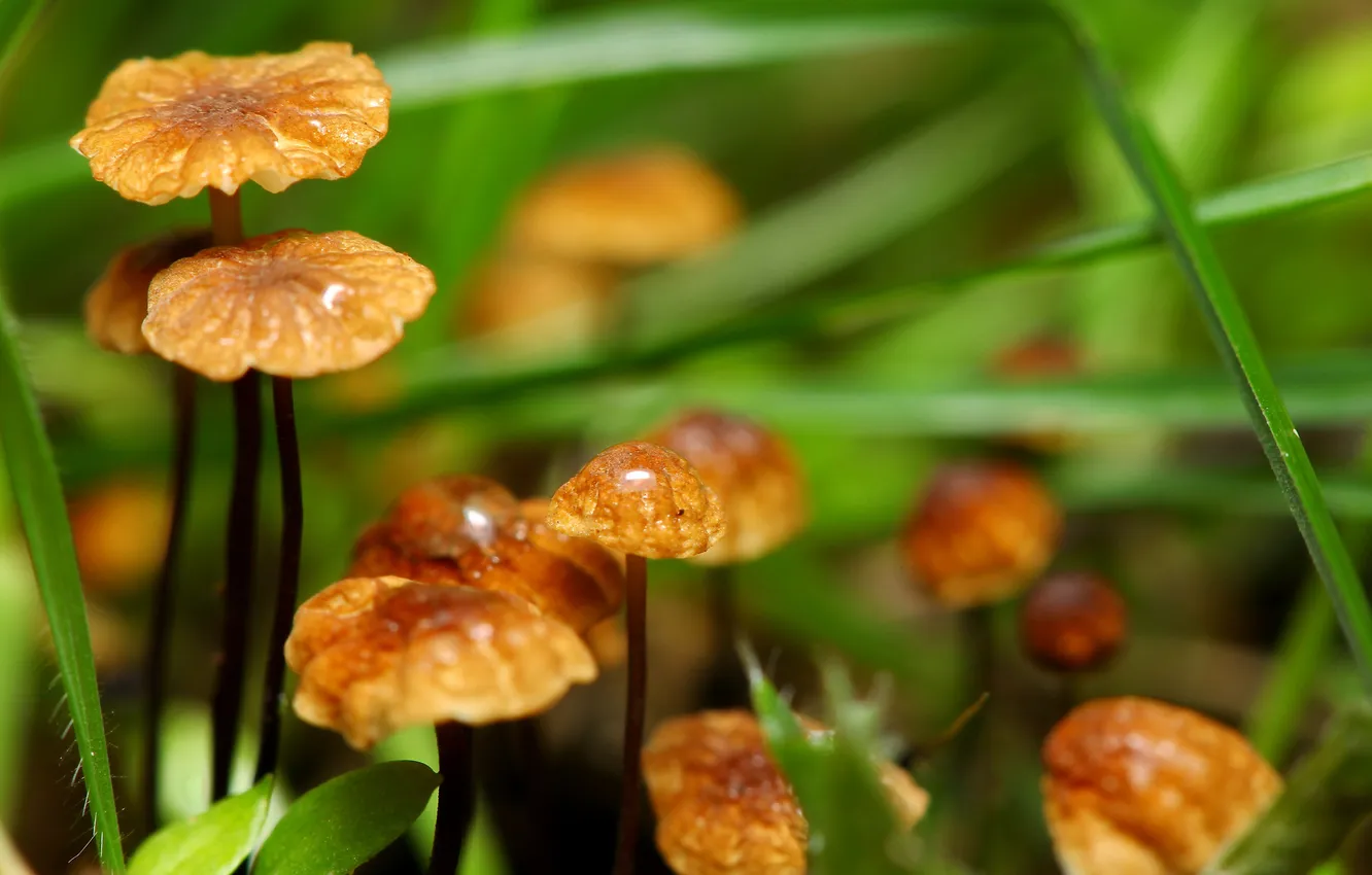 Photo wallpaper grass, macro, mushrooms, focus, bokeh