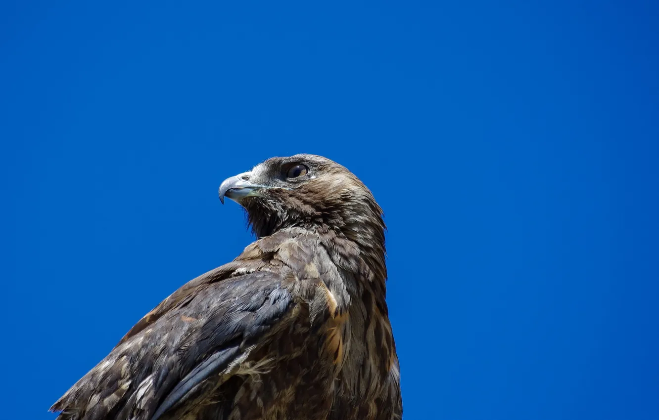 Photo wallpaper nature, bird, eagle