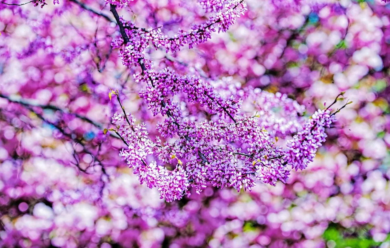 Photo wallpaper flowers, nature, garden, flowering, Virginia