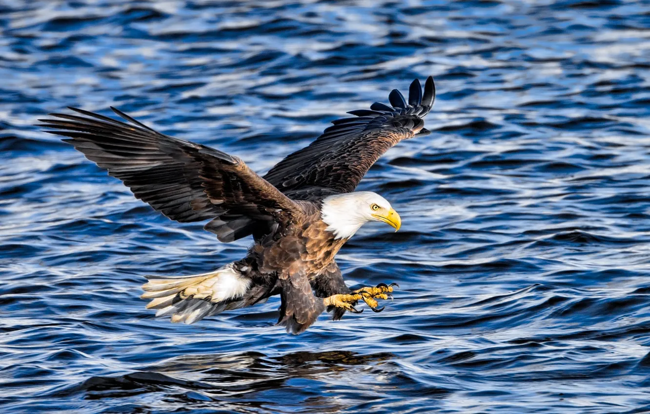 Photo wallpaper flight, attack, fishing, wings, predator, bald eagle