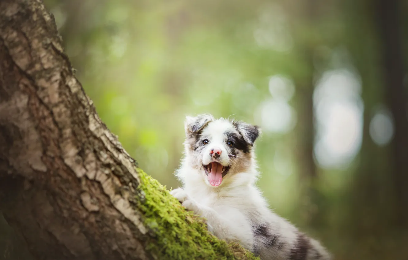 Photo wallpaper tree, dog, puppy, The border collie
