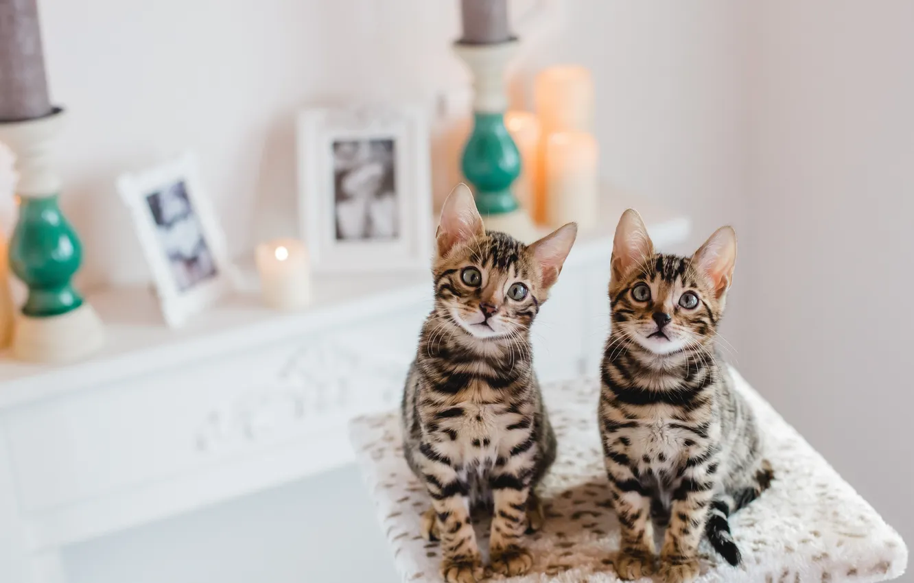 Photo wallpaper grey, kitten, cat, kitty, little, cute, looking, fur