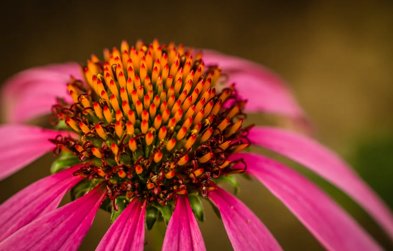 Photo wallpaper flowers, petals, Echinacea