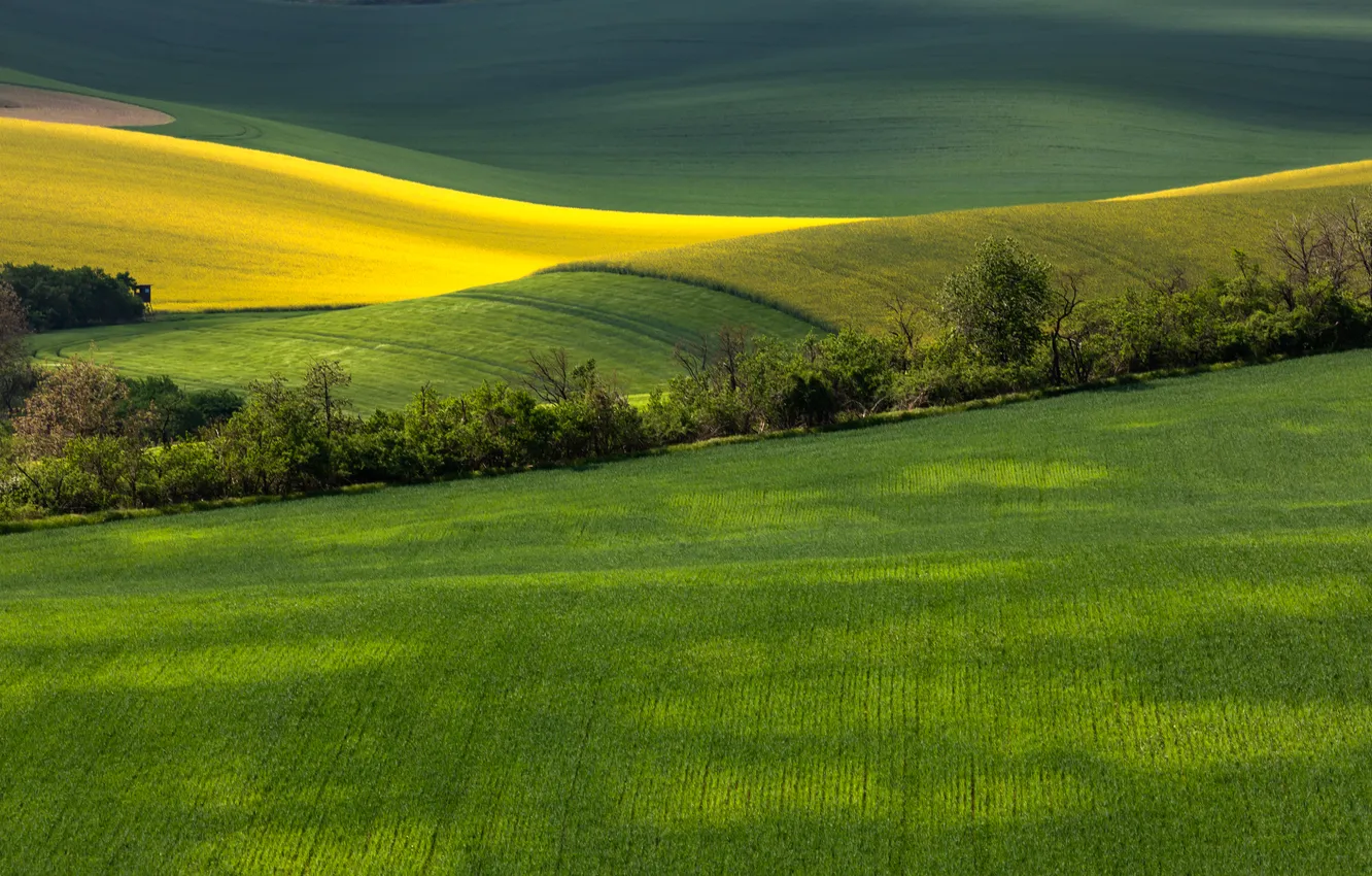 Photo wallpaper Land, plantation, plow, • field