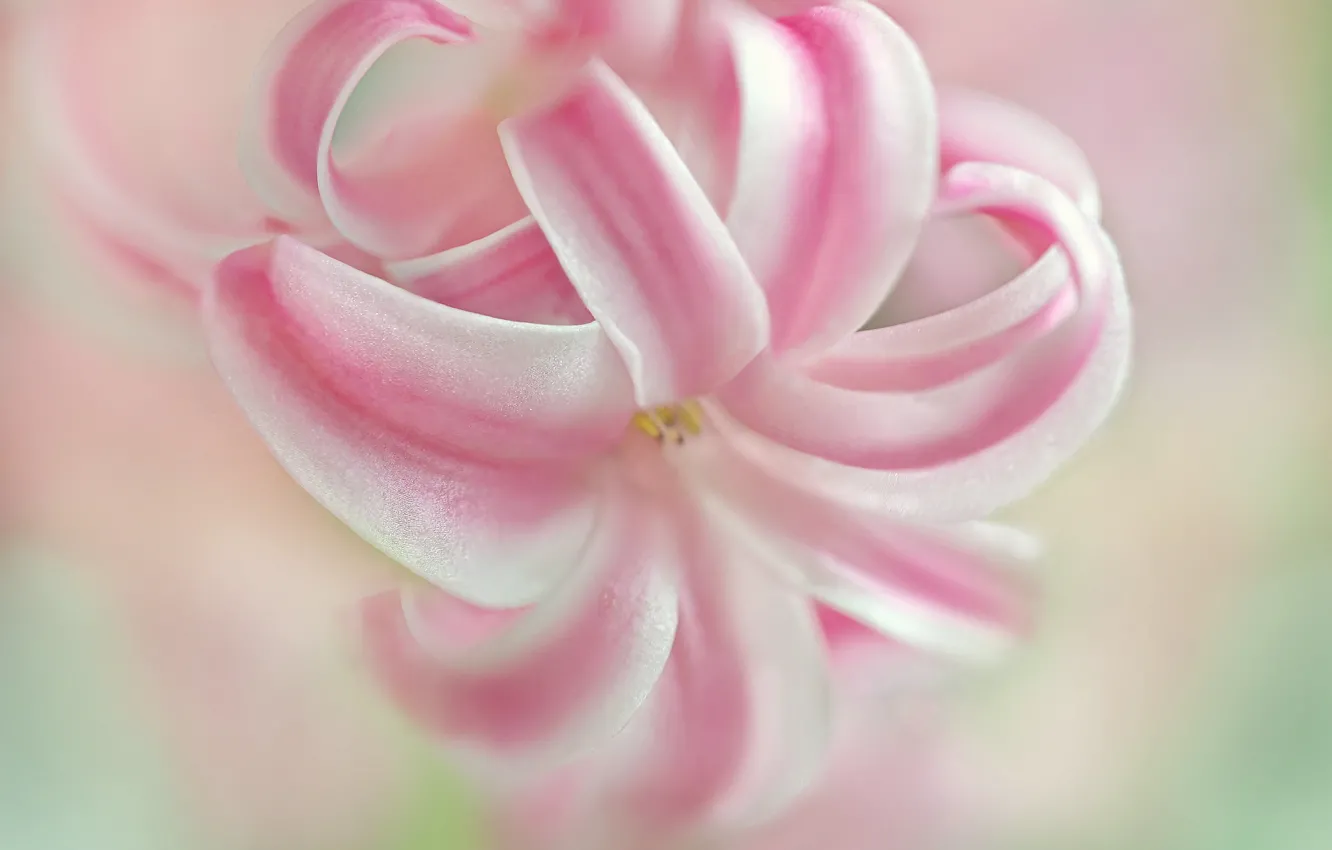 Photo wallpaper macro, petals, hyacinths