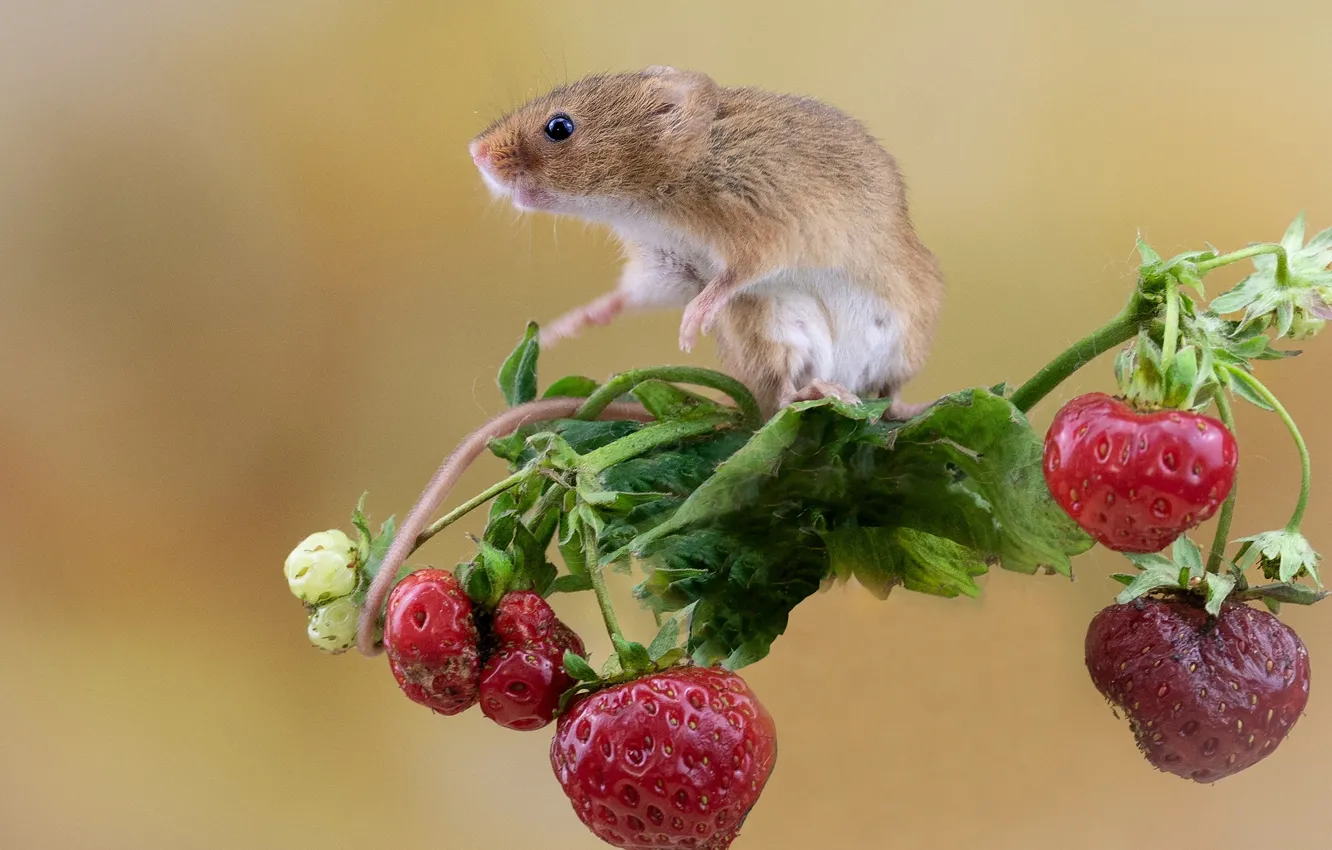 Photo wallpaper berries, background, mouse, strawberry, rodent, Harvest Mouse, The mouse is tiny
