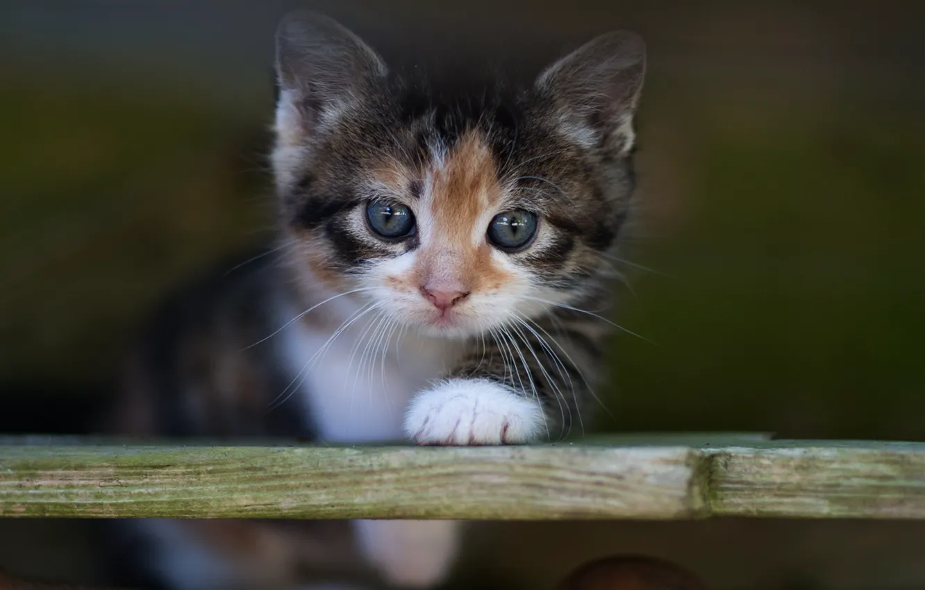 Photo wallpaper cat, cat, look, kitty, background, portrait, blur, baby