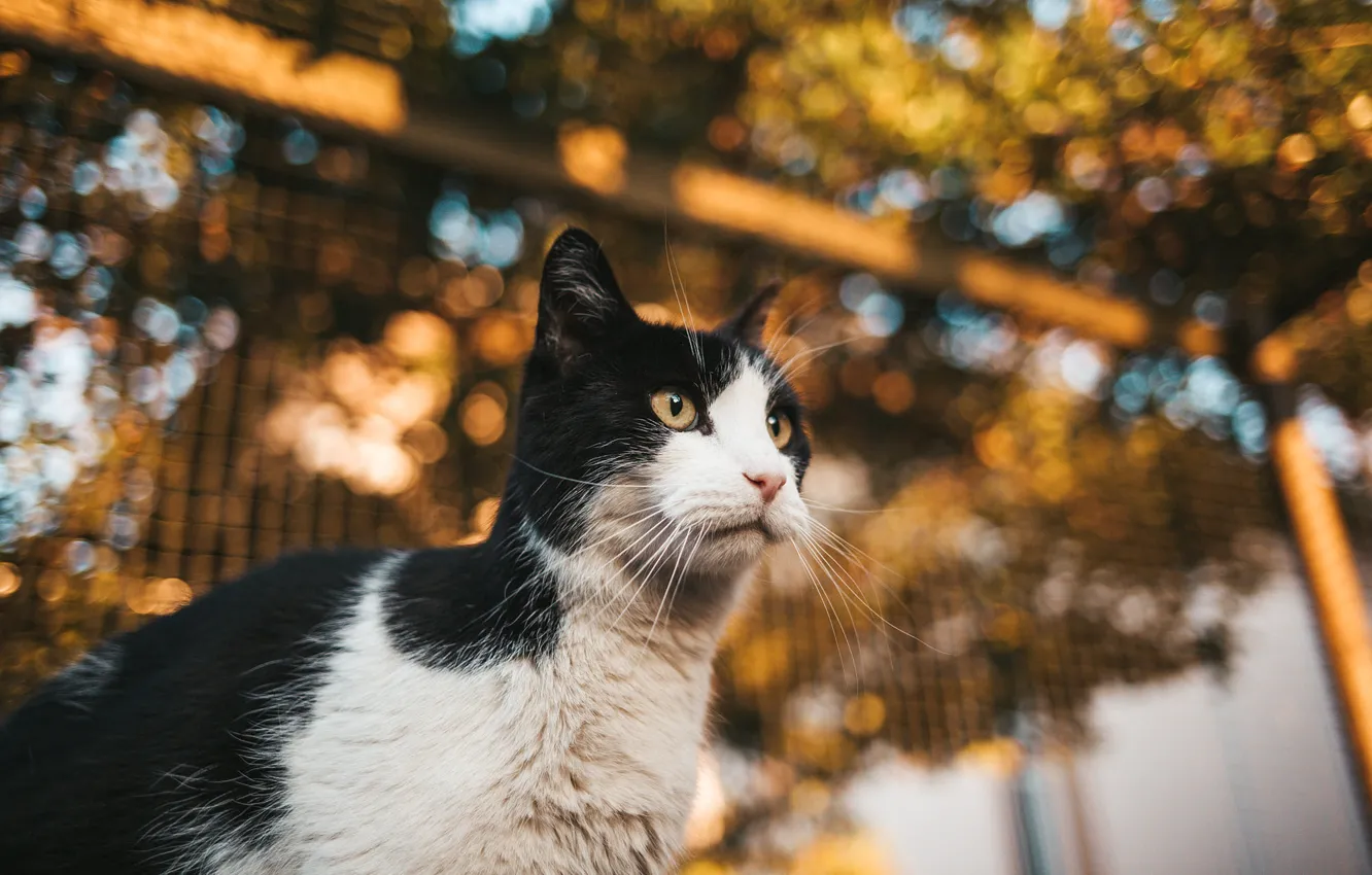Photo wallpaper cat, cat, nature, black and white